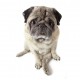 pug sitting blank dog-exhibitor