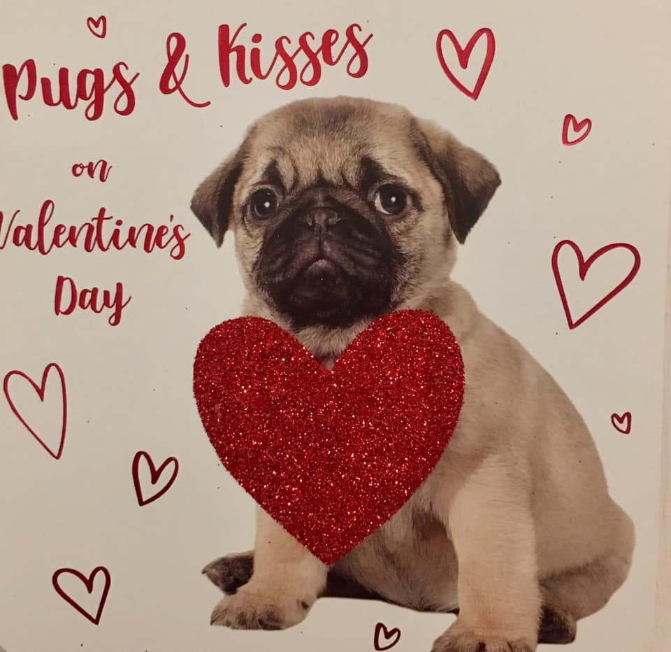 Cute Pug Valentines Card I Love Pugs