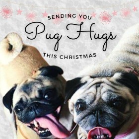 Cute  Pugs Christmas Card