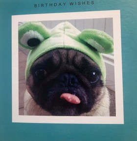 Cute Pug Birthday Card